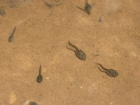 Tadpoles in the Drinking Water
